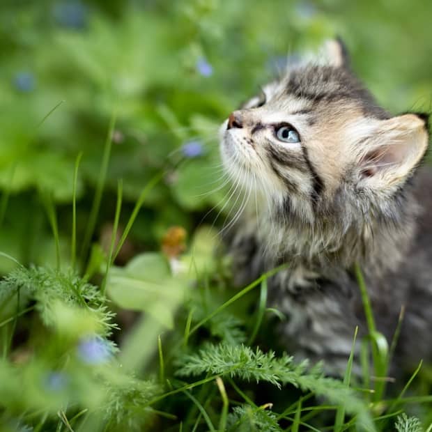 your-guide-to-successfully-rearing-stray-kittens