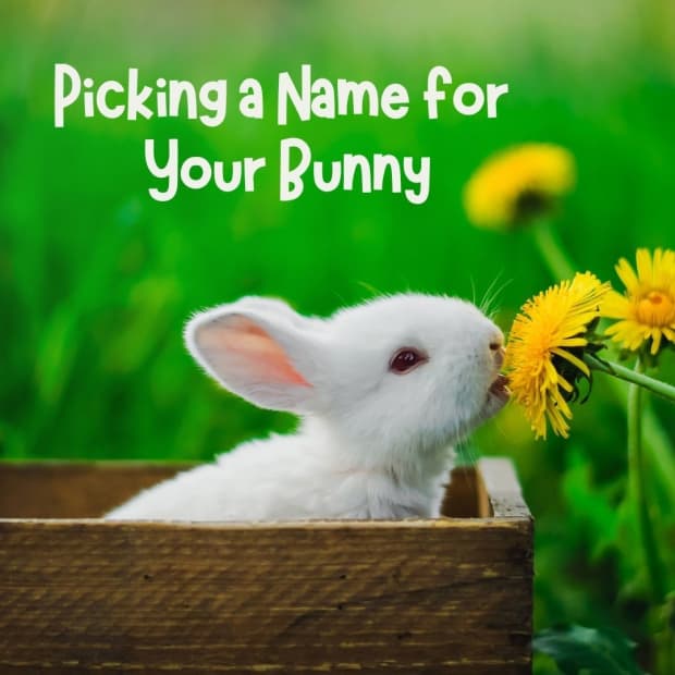rabbit-names-how-to-pick-a-name-for-your-bunny