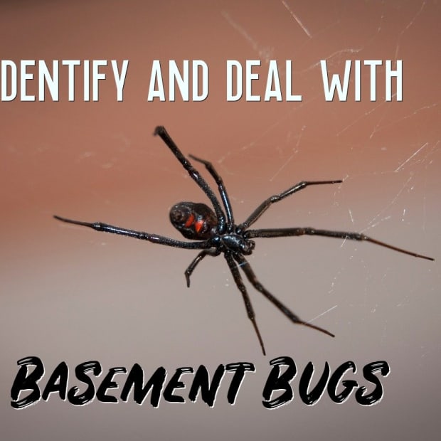 identify-the-bugs-in-your-basement