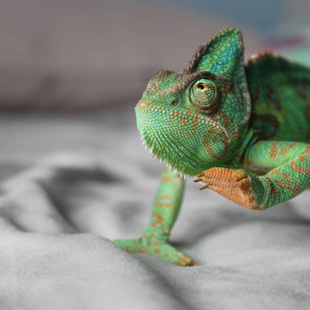 ultraviolet-light--vitamin-d--and-reptile-health