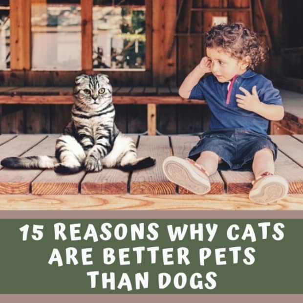 why-cats-are-better-than-dogs