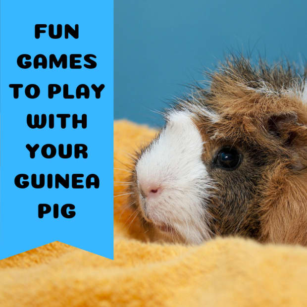 three-games-to-play-with-your-guinea-pigs