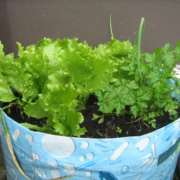 how-to-grow-lettuce-in-containers-growing-planting-seeds-container-pots-a-small-garden-patio-balcony-harvest-harvesting