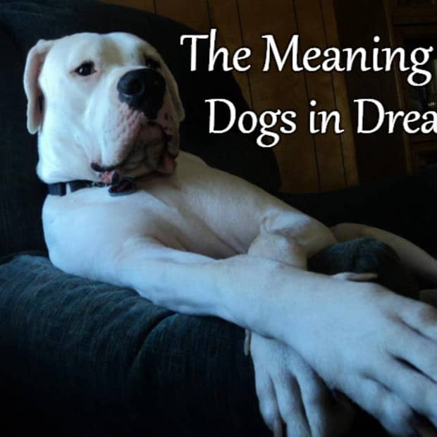 dogs-in-a-dream-interpreting-the-dog-as-a-dream-symbol