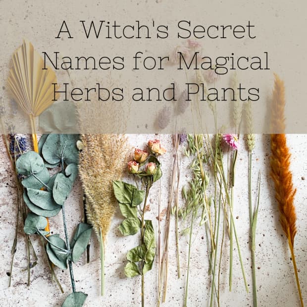 the-secret-names-of-magical-herbs-and-plants