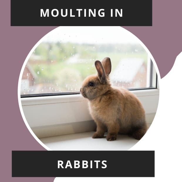 rabbit-shedding