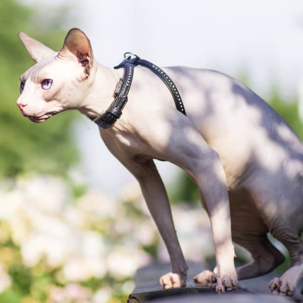10-hairless-animals-that-will-freak-you-out