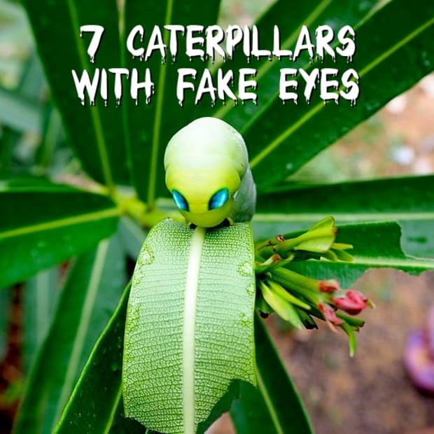 caterpillars-with-eyes