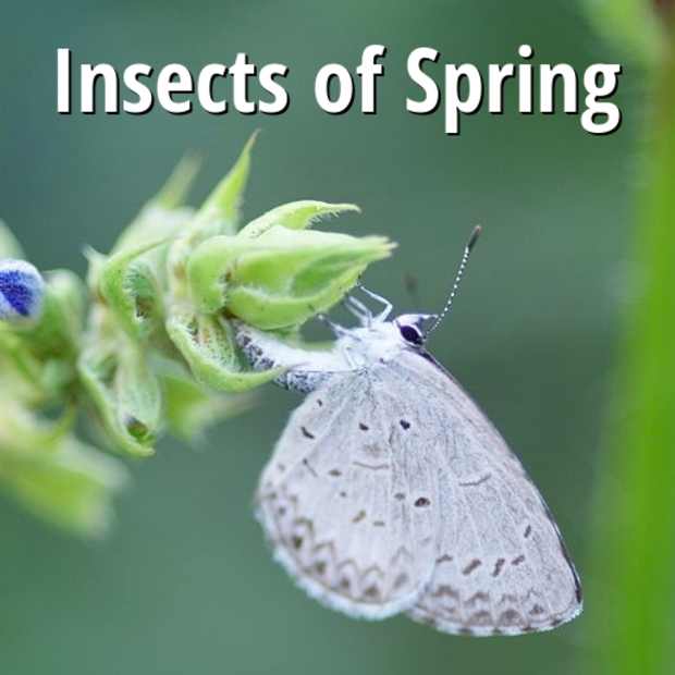 common-insects-of-spring