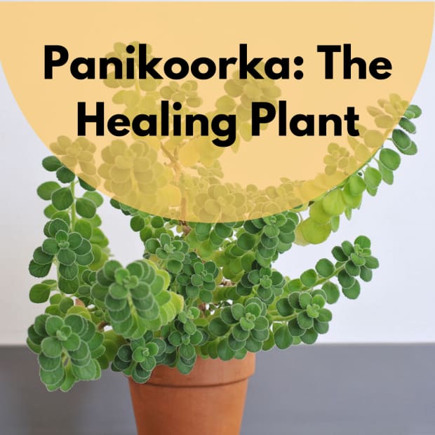 panikoorka-the-natural-anti-pyretic-and-home-remedy-for-cough-cold-and-fever-in-children-and-adults