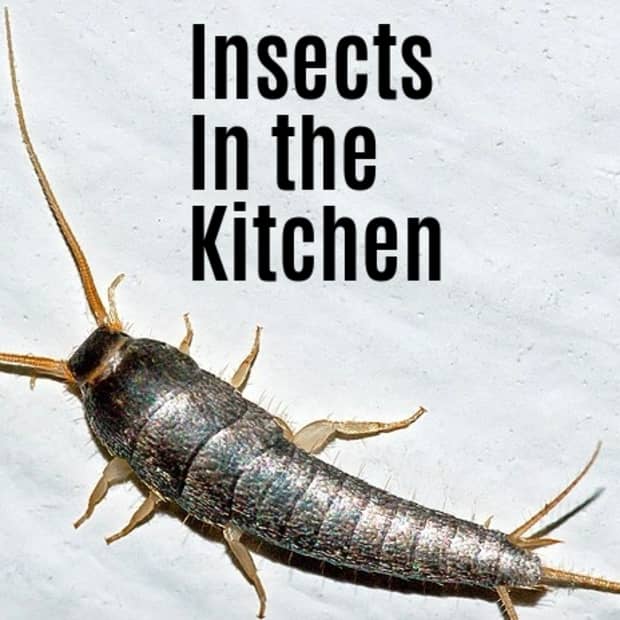 insects-in-the-kitchen-identification