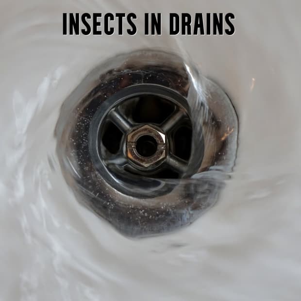 bugs-in-drains