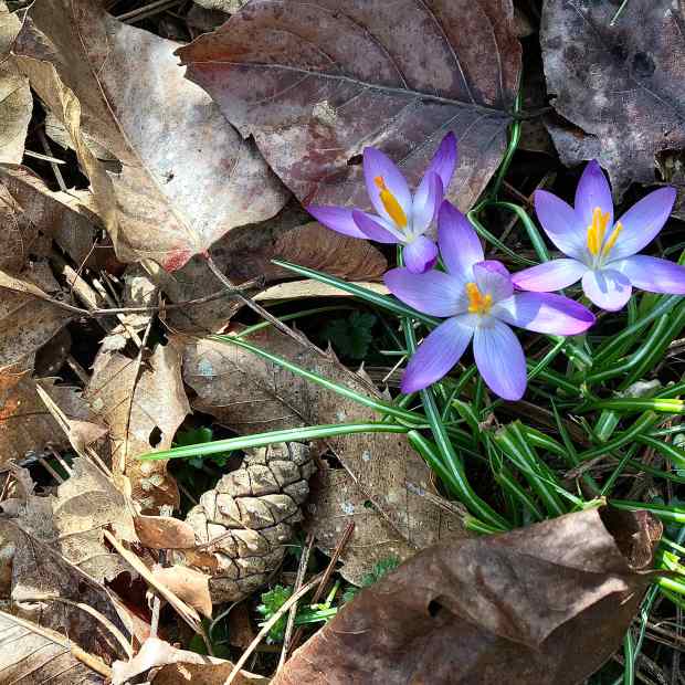 early-spring-flowers-photos-and-lesser-known-information