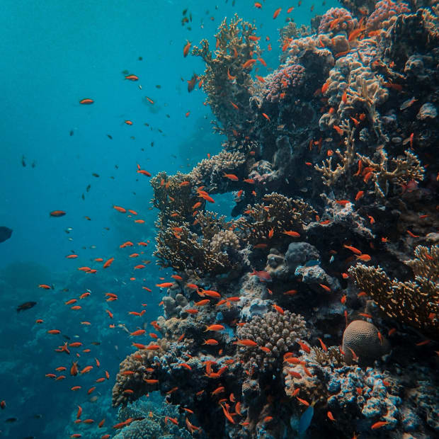 Orange fish swimming around a coral reef