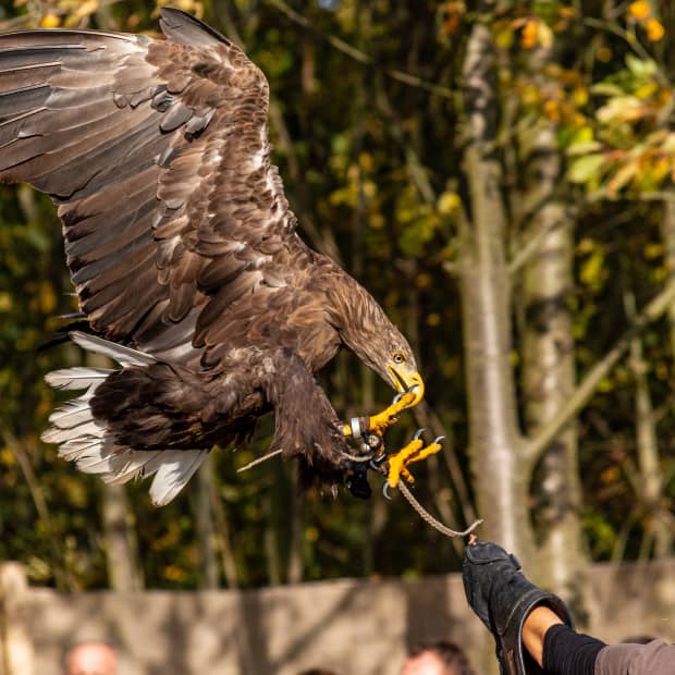 11-facts-about-the-most-ancient-sport-falconry
