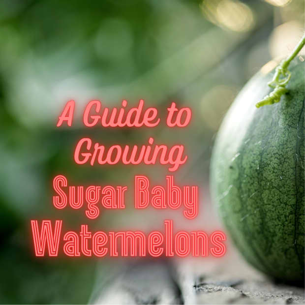 how-to-grow-sugar-baby-watermelons