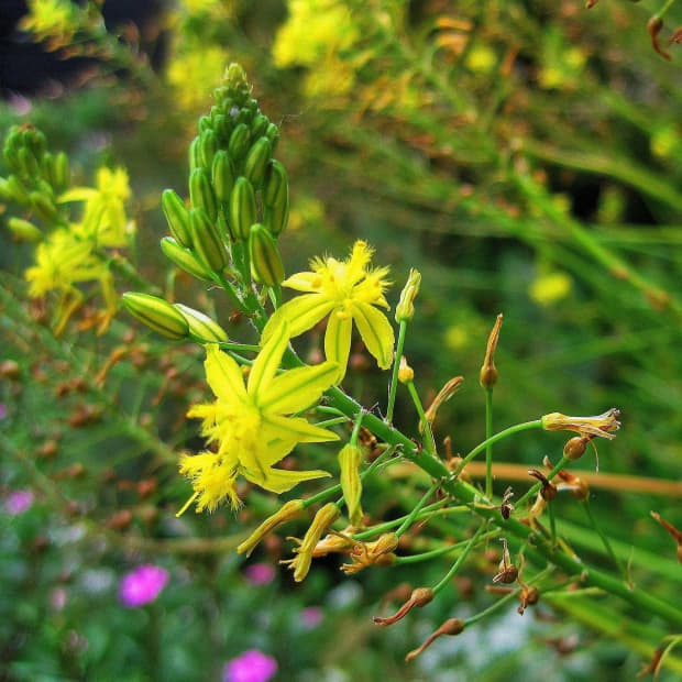 bulbine-frutescens-bulbinella-medicinal-uses-and-herbal-remedies