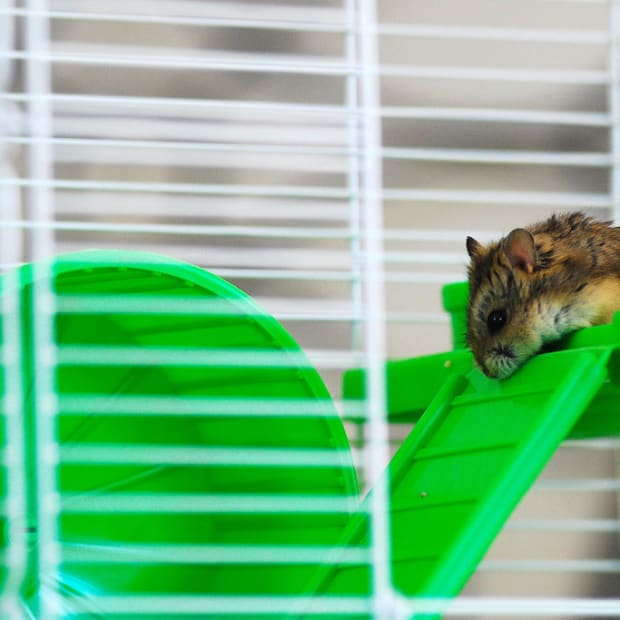 the-best-affordable-hamster-cages-list