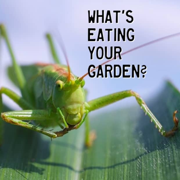 whats-eating-your-garden-leaves