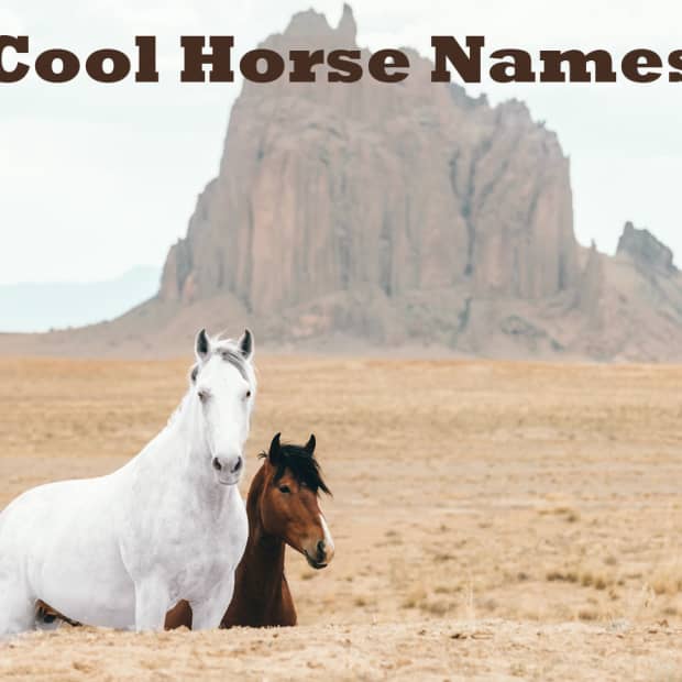cool-horse-names