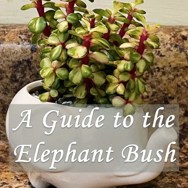a-guide-to-elephant-bush-portulacaria-afra
