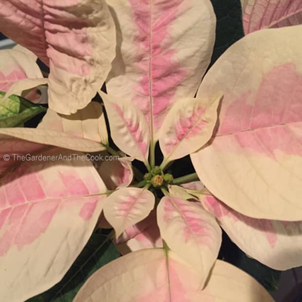 growing-and-caring-for-poinsettia