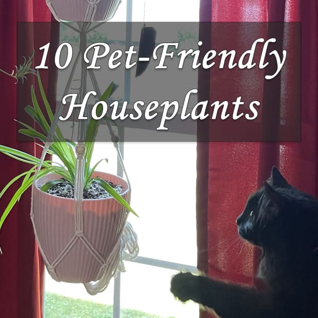 10-pet-friendly-houseplants-that-are-safe-for-cats-and-dogs