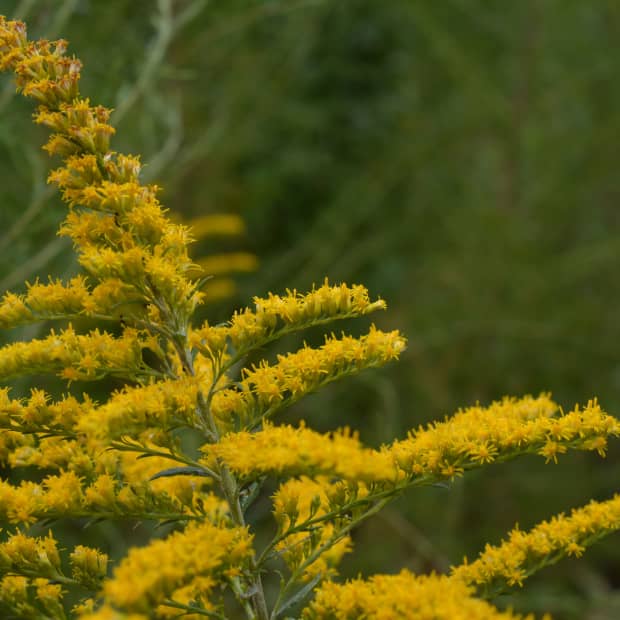 goldenrod-weed-or-wildflower
