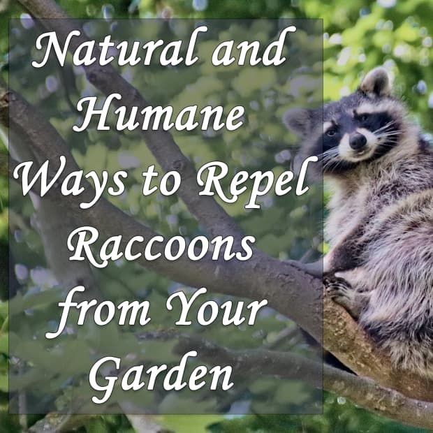 natural-and-humane-ways-to-repel-raccoons-from-your-garden