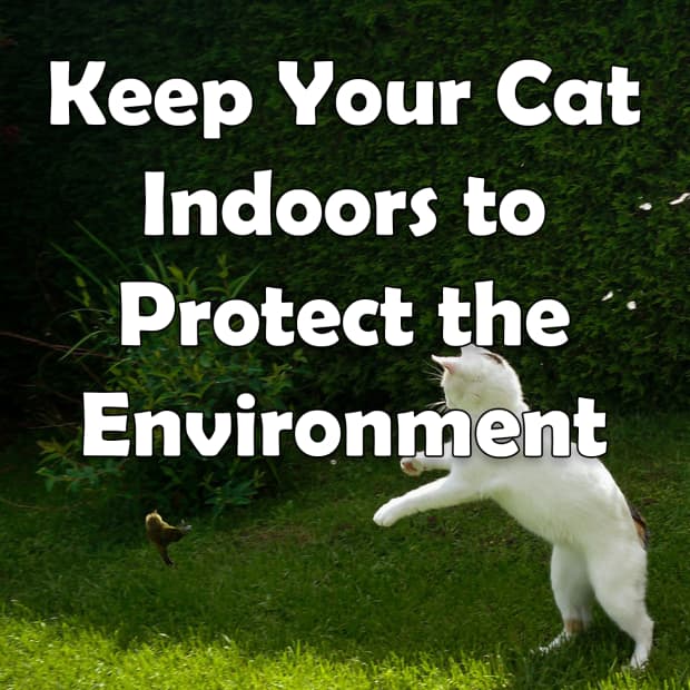 keep-your-cat-indoors-to-protect-the-environment