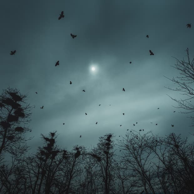 乌鸦在寒冷的冬天夜晚盘旋。