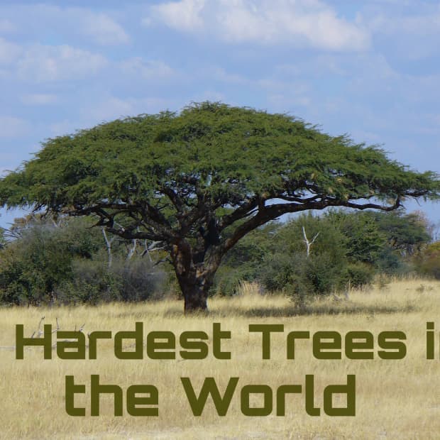 australian-buloke-hardest-tree-in-the-world