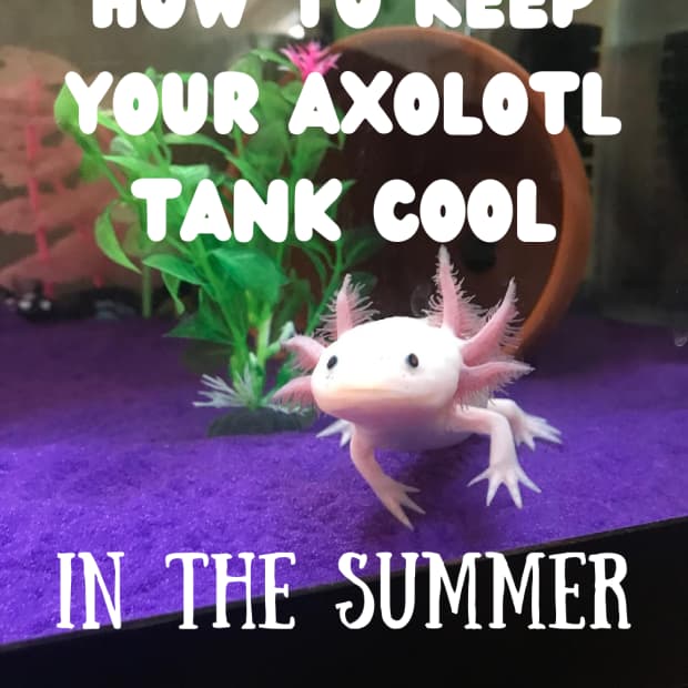 how-to-keep-an-axolotl-tank-cool-in-the-summer-without-an-aquarium-chiller