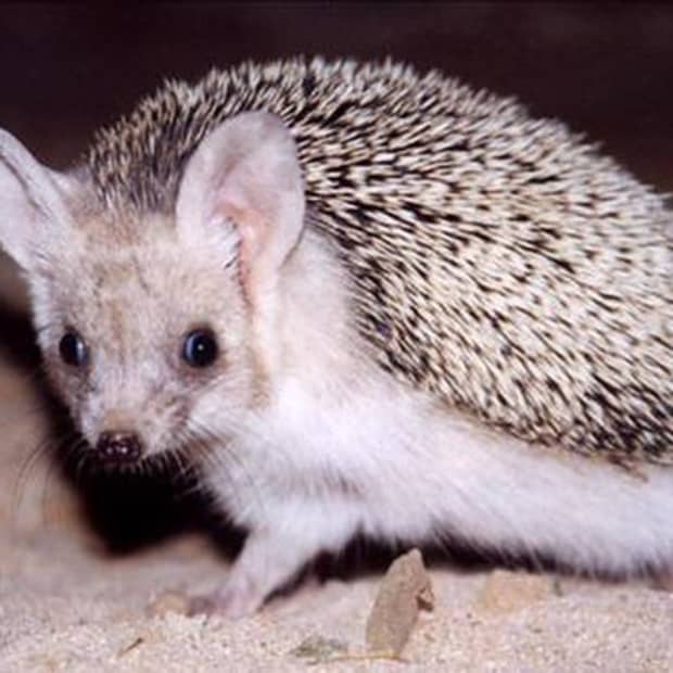 types-of-hedgehogs-kept-as-pets