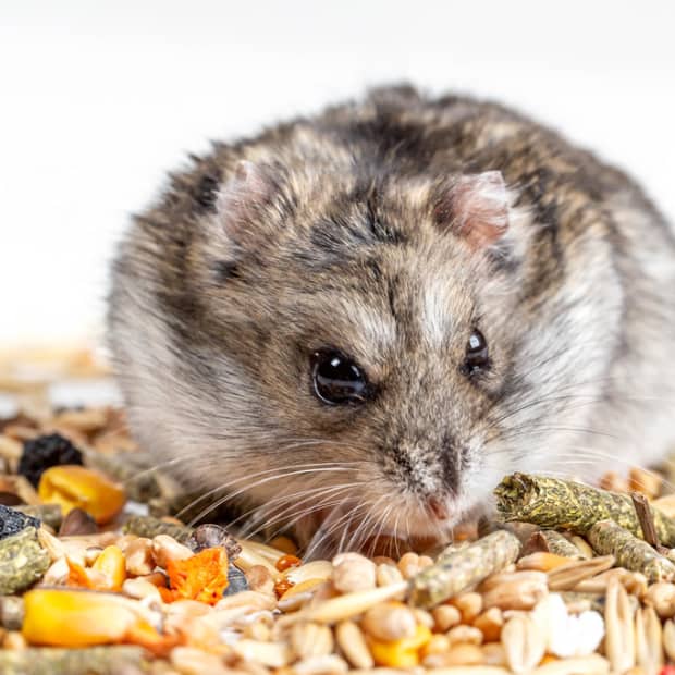 the-best-diet-for-hamsters-recommended-by-experts