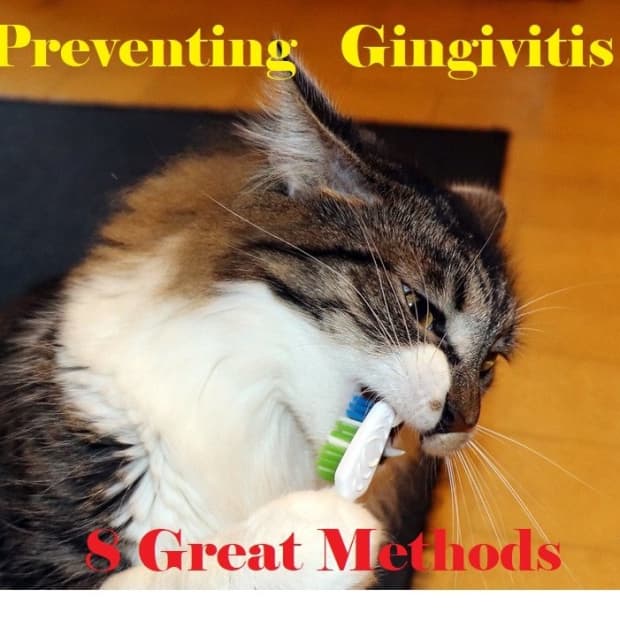 gingivitis-prevention-through-home-care-for-a-cats-mouth