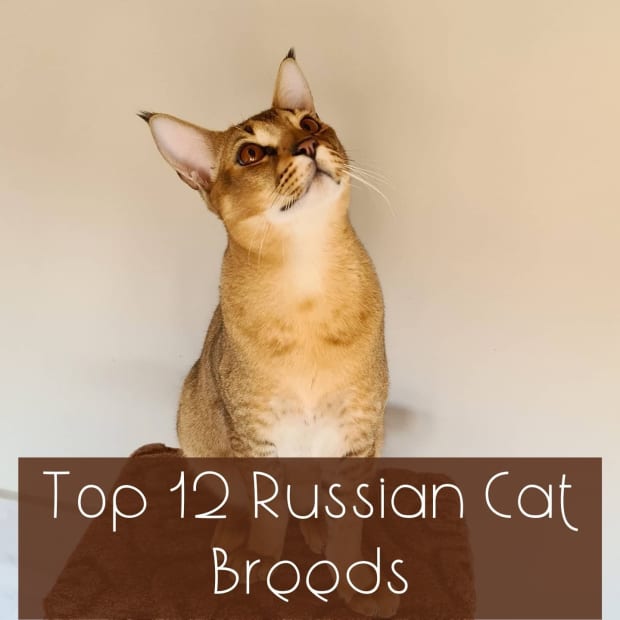 russian-cat-breeds