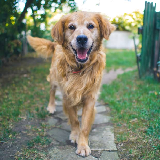 the-golden-retriever-friendly-affectionate-and-highly-intelligent