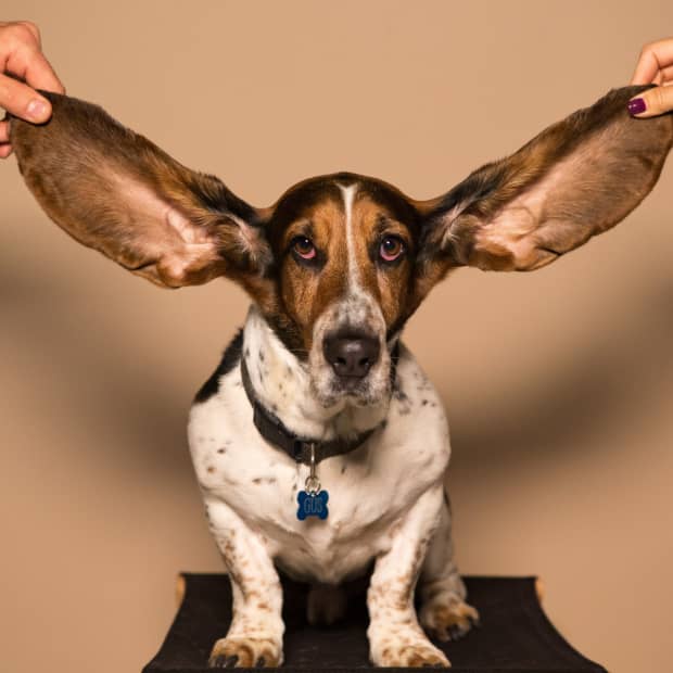 pet-care-at-home-ear-cleaning