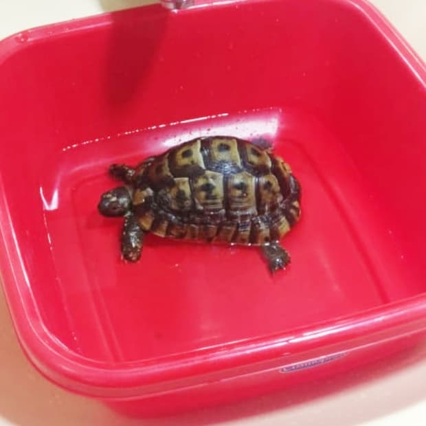 tortoise-health-problems