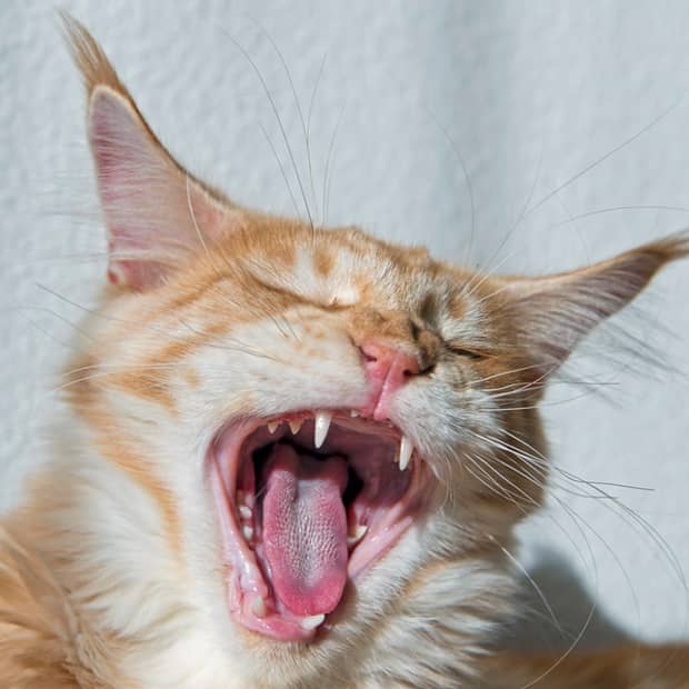 cat-oral-microbiome-testing