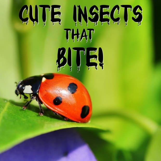 6-cute-insects-that-bite