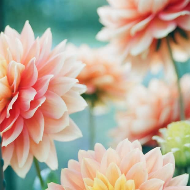 Peach-colored dahlias on blue-green background