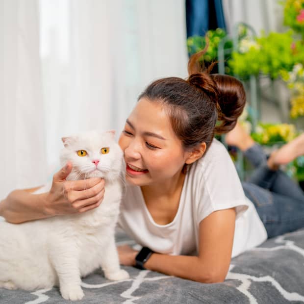 Young Asian woman pets a fluffy white cat with yellow eyes in a living room