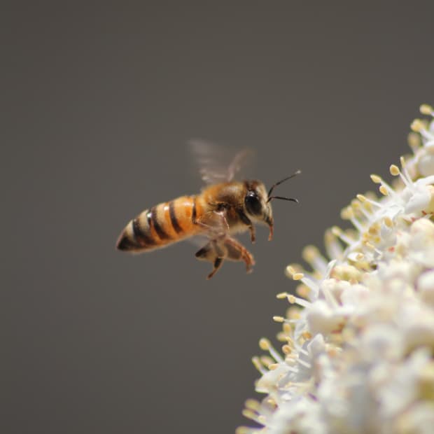 bee flying by flower