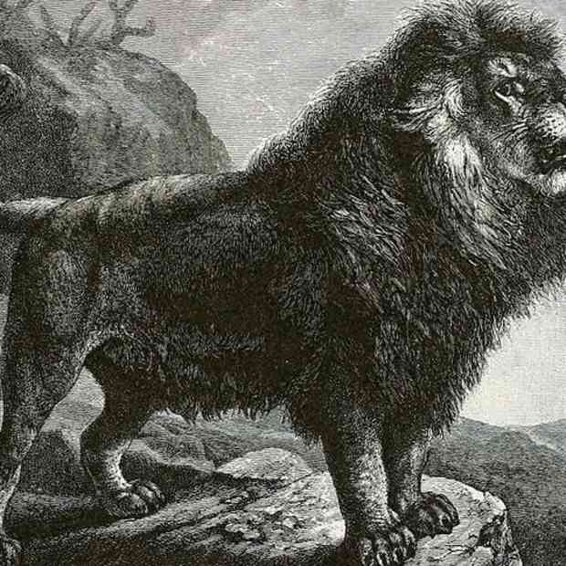 barbary-lion-a-natural-history