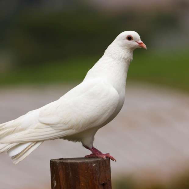 why-does-my-dove-have-scaly-beak