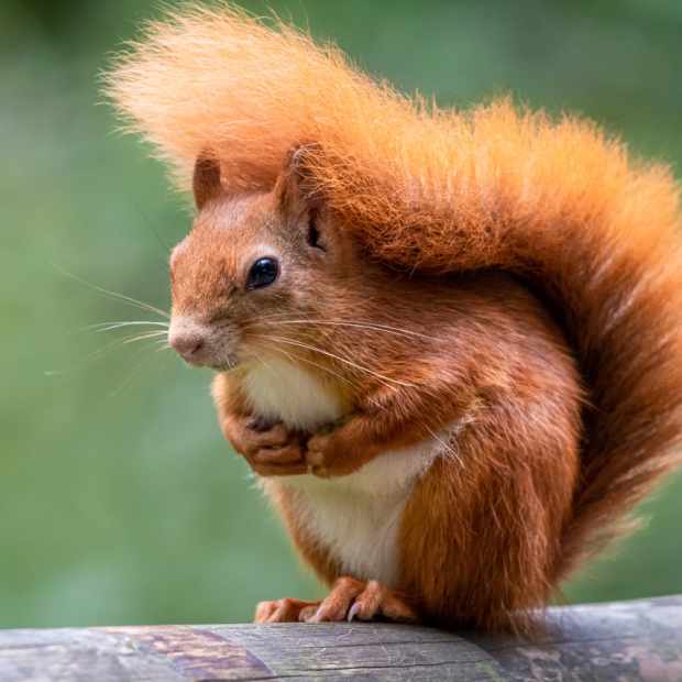 A cute red squirrel with a big bushy tail.
