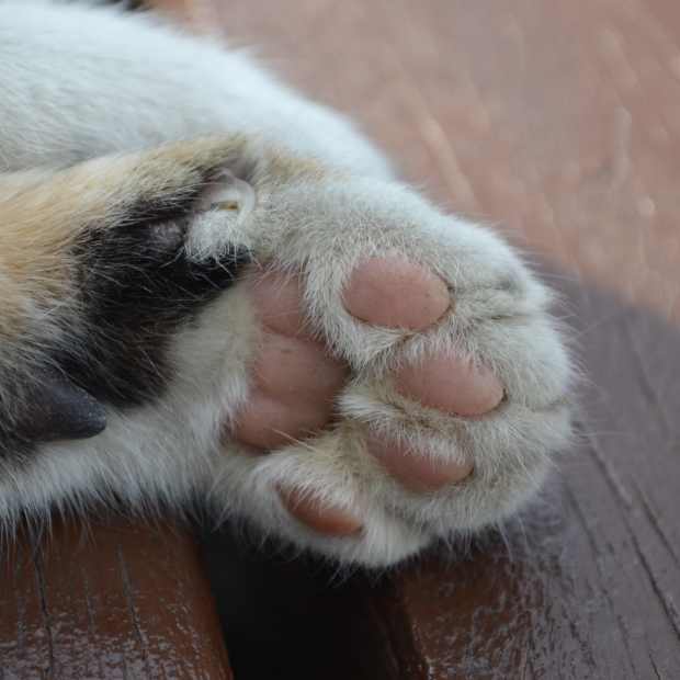 Cat paw