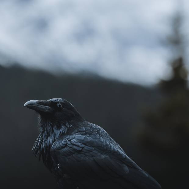 raven